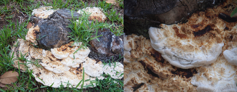 [Two photos spliced together. On the left is a three-part greyish-brown tree stump only about six inches high. Growing from nearly all parts are white thick half-circles which appear to be oozing frome the base of the stump. There are many layers of circles from the ground to near the top of the stump. On the right is a close view of one of the half circles. There are brown patches across the top as if someone sprinkled cinnamon on it.]